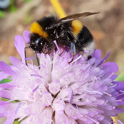 Butterfly and Bee