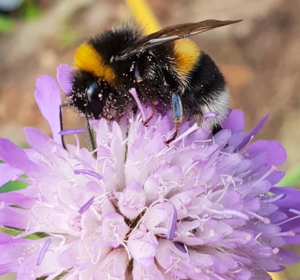 Butterfly and Bee Seed Mixes