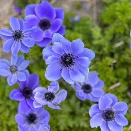 Anemone Bulbs
