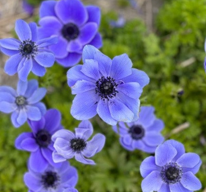 Anemone Bulbs