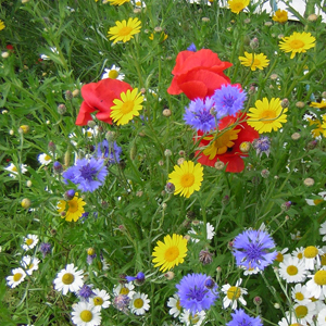 Cornfield Annuals