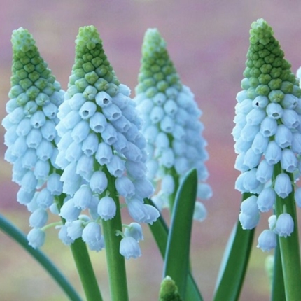 Muscari bulbs