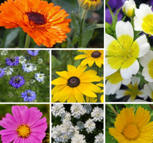 ColourMax