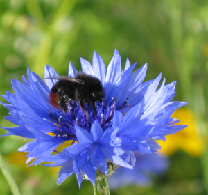Annual Wildflower Plug Plants