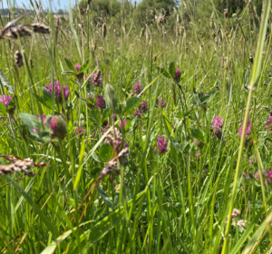 Harvested Natural Meadow Seed