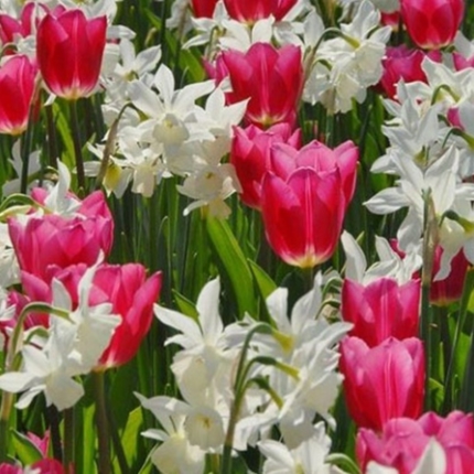 Spring Bulbs