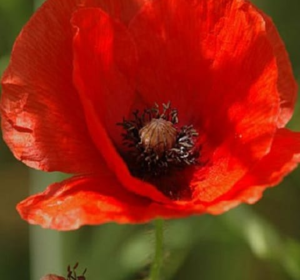 All Wildflower Individual Species