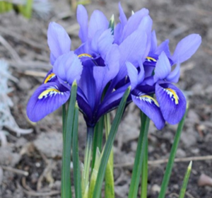Iris Bulbs
