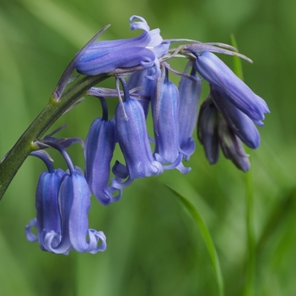 Wildflower Bulbs In The Green (Spring Planted)