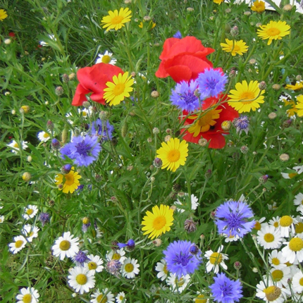 Wildflower Seed Mixtures | Wild Flowers | Wild Flower Mixes - Landlife ...