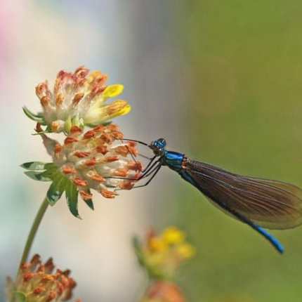 Butterfly and Bee