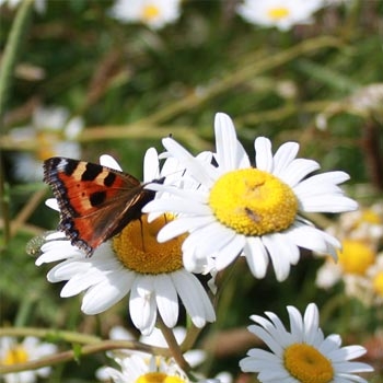 Pure Wildflower Seed Mixes