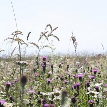 Wildflower & Grass Mixes 80/20