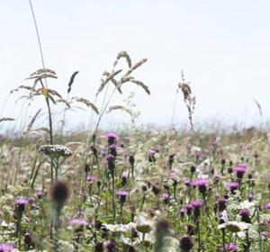 Wildflower & Grass Seed Mixes