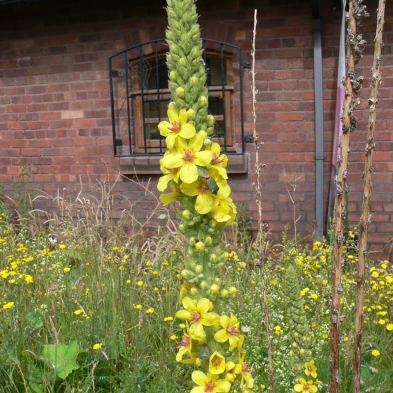 Dark Mullein Plants (Verbascum nigrum)