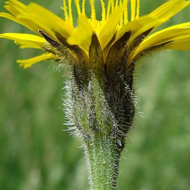 Rough Hawkbit Seeds (Leontodon hispidus)