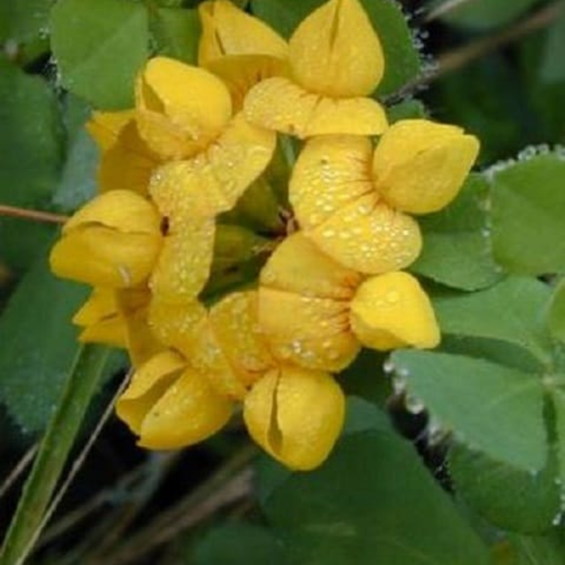 Greater Birdsfoot Trefoil Seeds (Lotus pedunculatus)