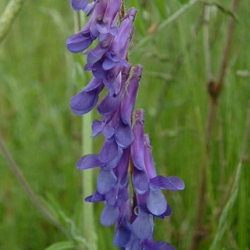 Tufted Vetch Seeds (Vicia cracca)
