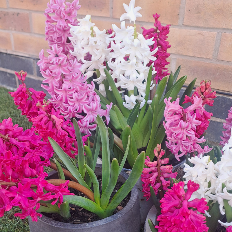 Mixed Hyacinth Bulbs
