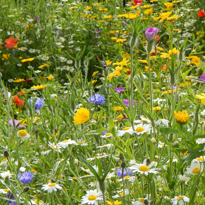 Cornfield Annuals Wildflower Seeds LW9M 80/20