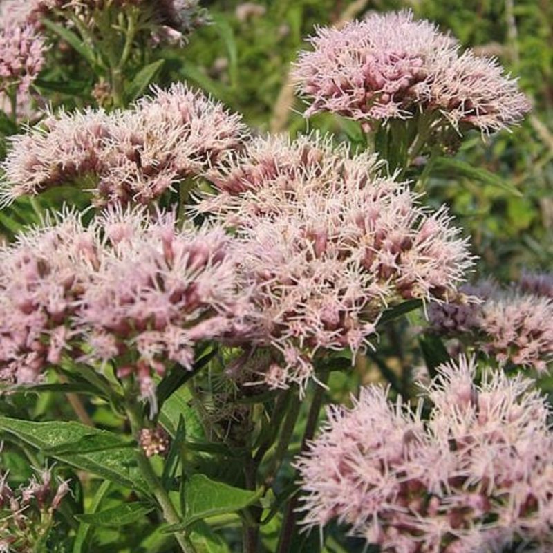 Hemp Agrimony Plants (Eupatorium cannabinum)