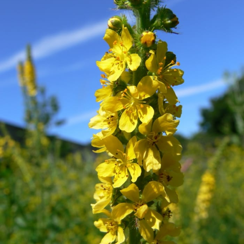 Common Agrimony Seeds (Agrimonia eupatoria)