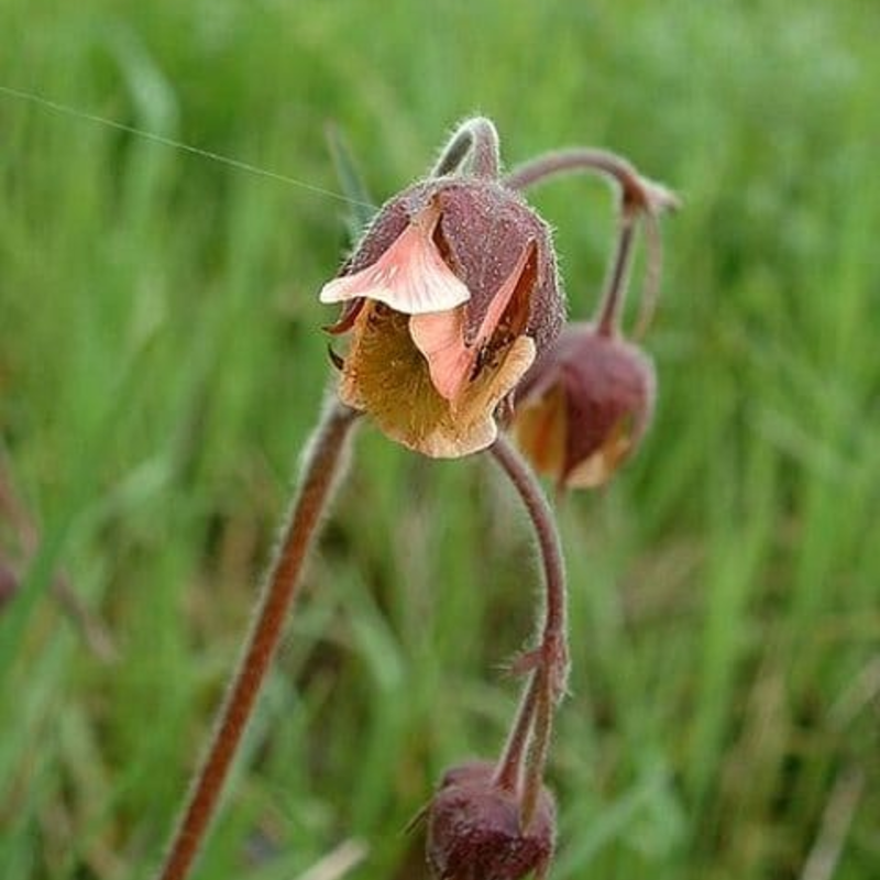 Water Avens Plants (Geum rivale)