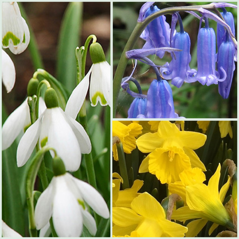 Wildflower-Favourites-Bulbs-iIn-The-Green-Collection-LL
