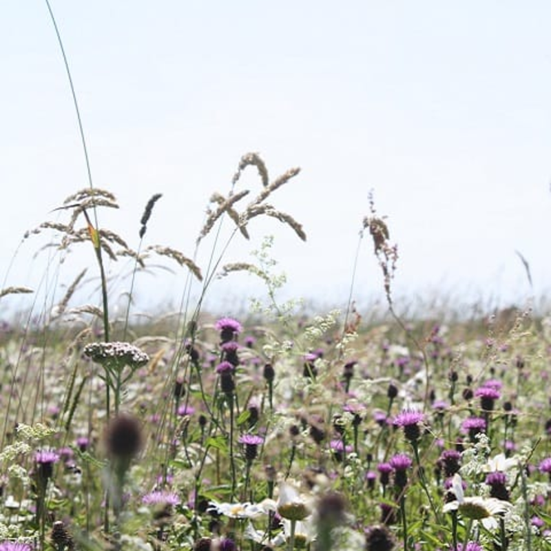 Chalk and Limestone Soils Wildflower Seeds LW2P 100%
