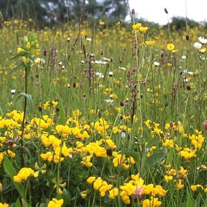 Dry, Sandy and Loam Soils Wildflower Seeds LW3M 80/20