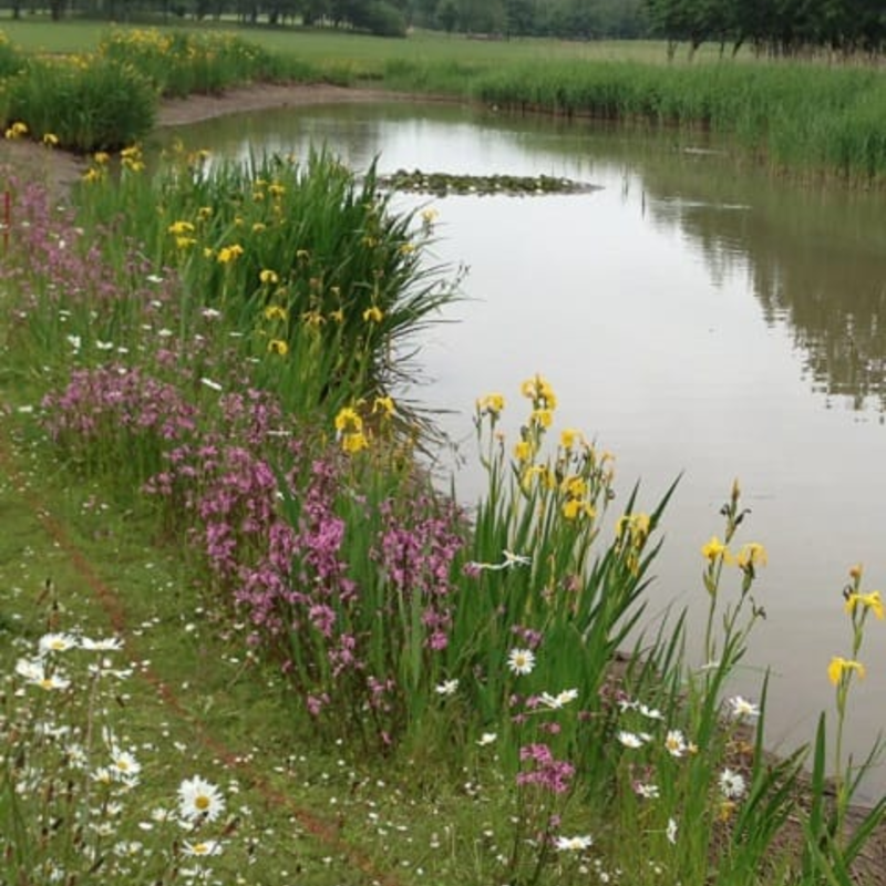 Wetland and Pond Edge Wildflower Seeds LW6M 80/20
