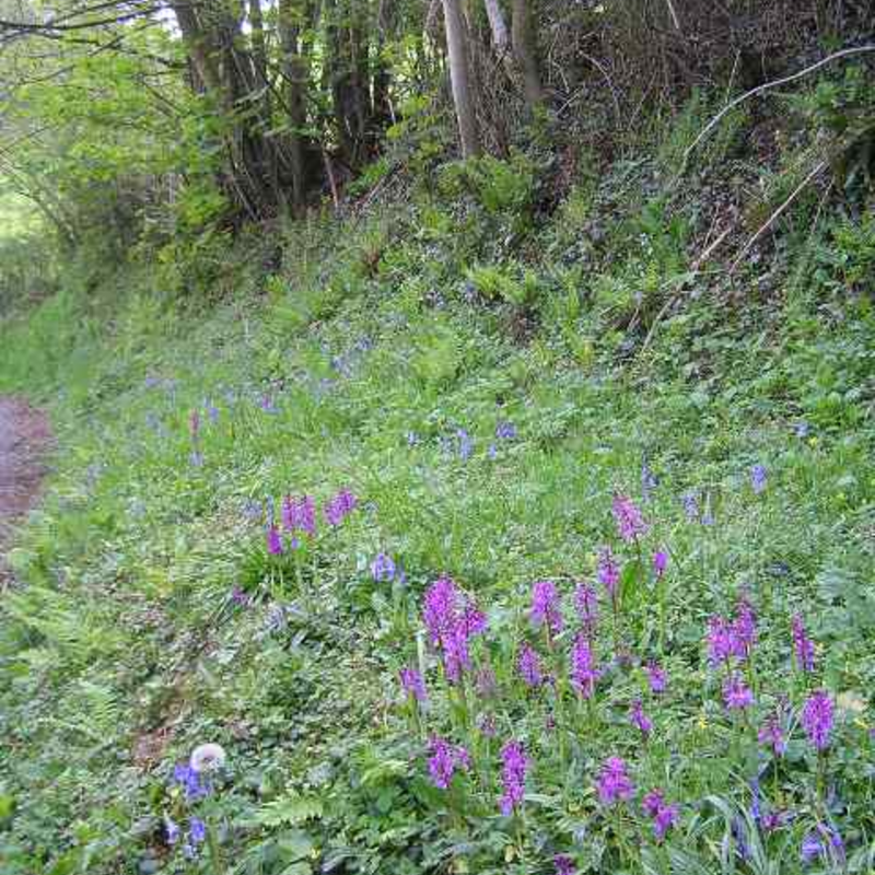 Woodland and Heavy Shade Wildflower Seeds LW8M 80/20