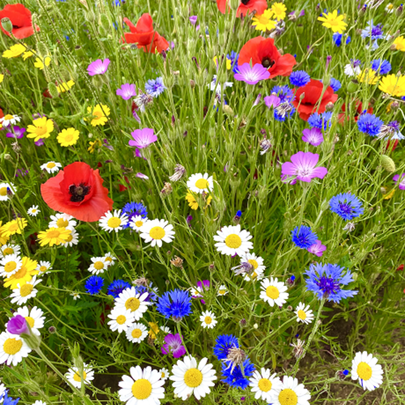 Cornfield Annuals Wildflower Seeds LW9P 100%