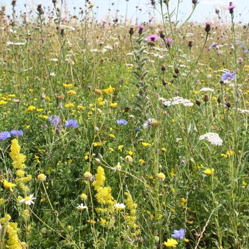 Dual Purpose Wildflower Seeds LWXM 70/30
