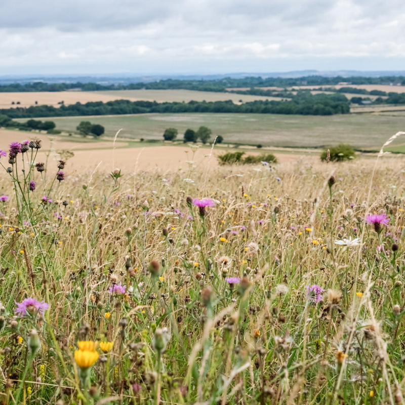 Barbury Castle