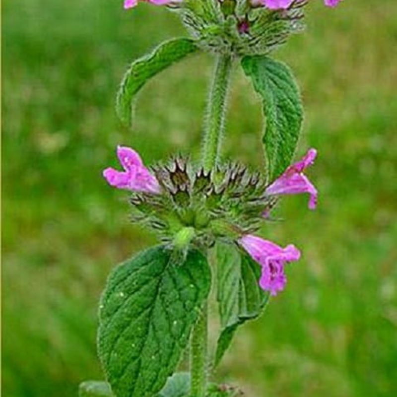 Wild Basil Plants (Clinopodium vulgare)