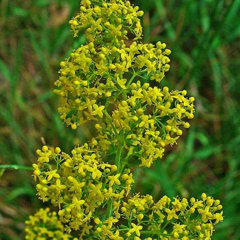 Scented Wildflower Plant Collection