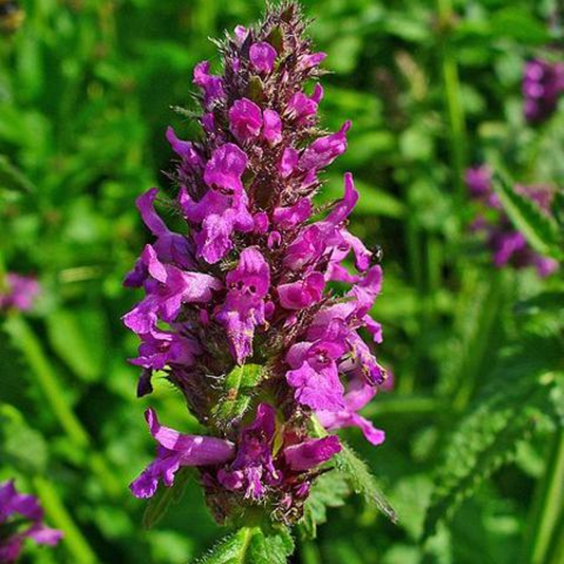 Betony Seeds (Stachys officinalis)