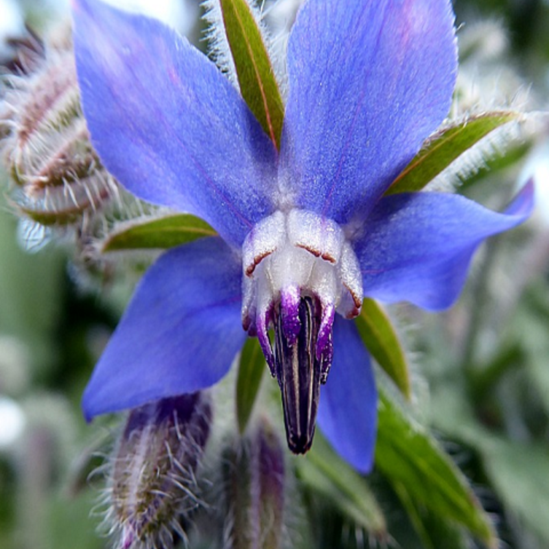 Borage Plants (Borago officinalis)