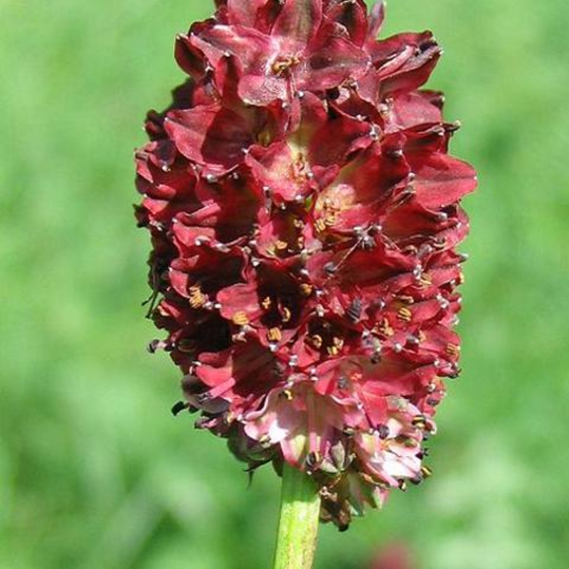 Greater Burnet Plants (Sanguisorba officinalis)