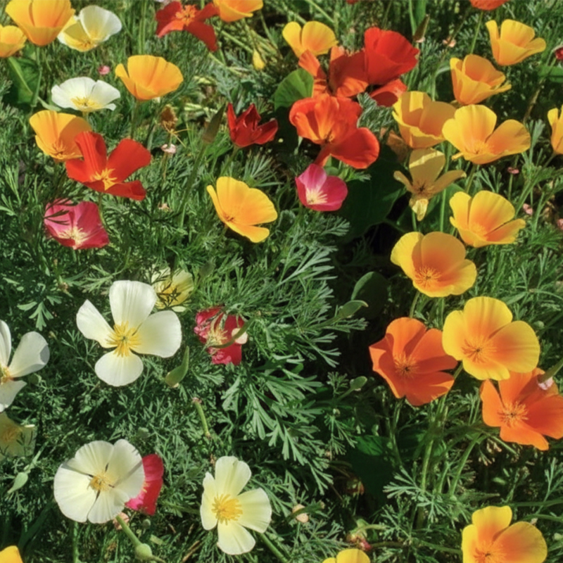 Mixed Californian Poppy
