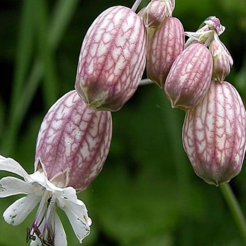 Bladder Campion Seeds (Silene vulgaris)