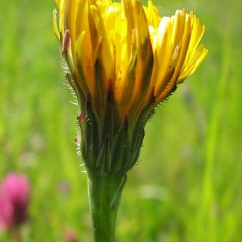 Common Cat's Ear Plants (Hypochaeris radicata)