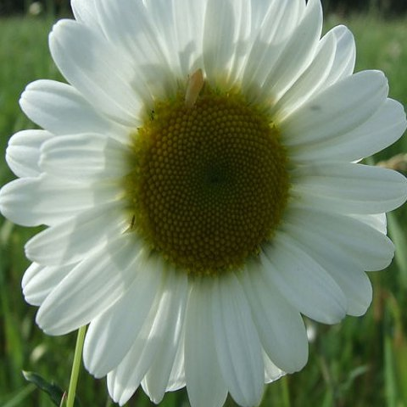 Chalk & Limestone Wildflower Plant Collection