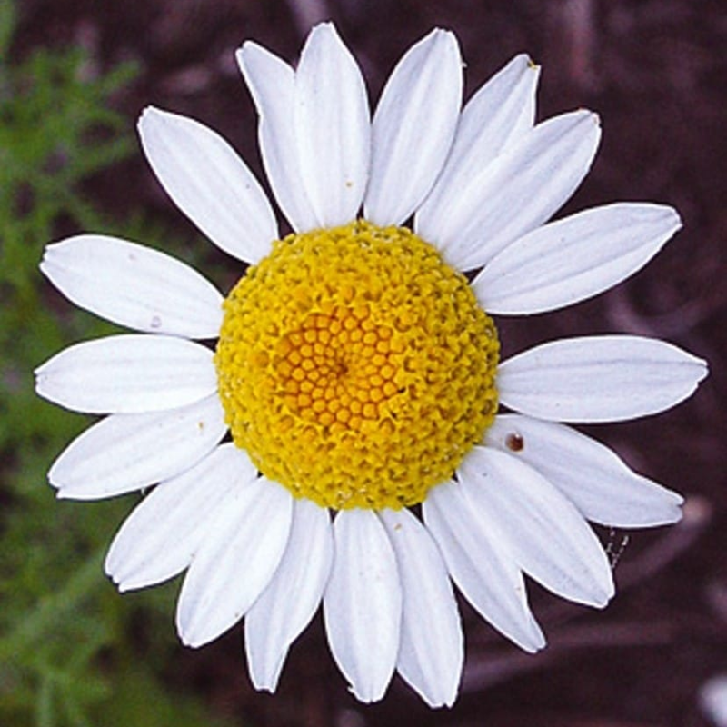 Corn Chamomile Seeds (Anthemis arvensis)