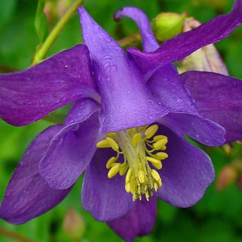 Columbine Plants (Aquilegia vulgaris)