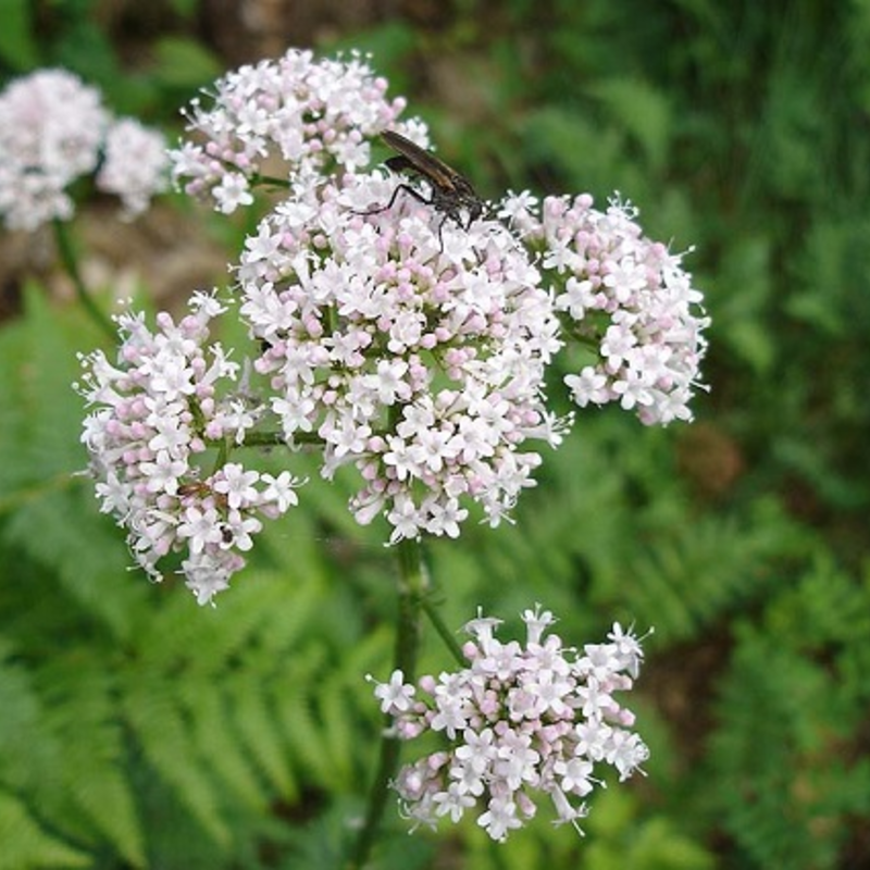 Common Valerian Plants (Valeriana officinalis)