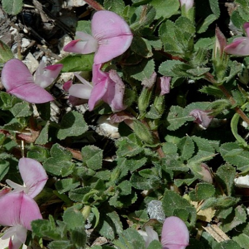 Common Restharrow Plants (Ononis repens)