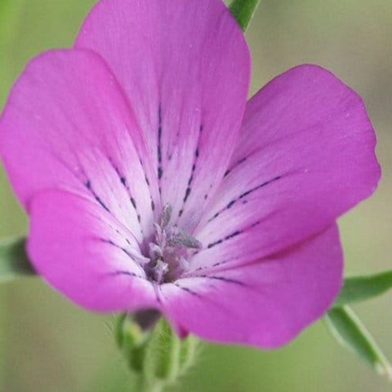 Corncockle Seeds (Agrostemma githago)