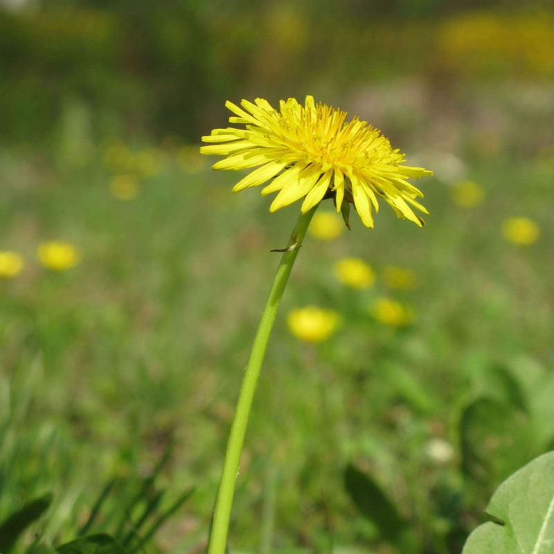 Dandelion Plants (Taraxacum officinale)
